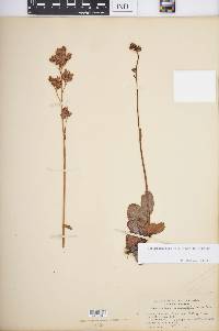 Leptarrhena pyrolifolia image