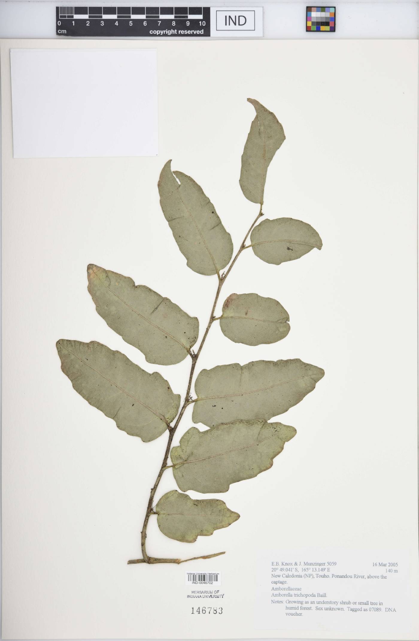 Amborella trichopoda image