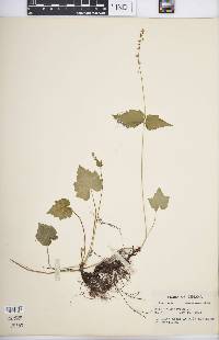 Mitella diphylla image