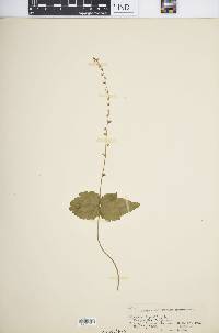 Mitella diphylla image