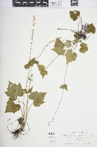 Mitella diphylla image