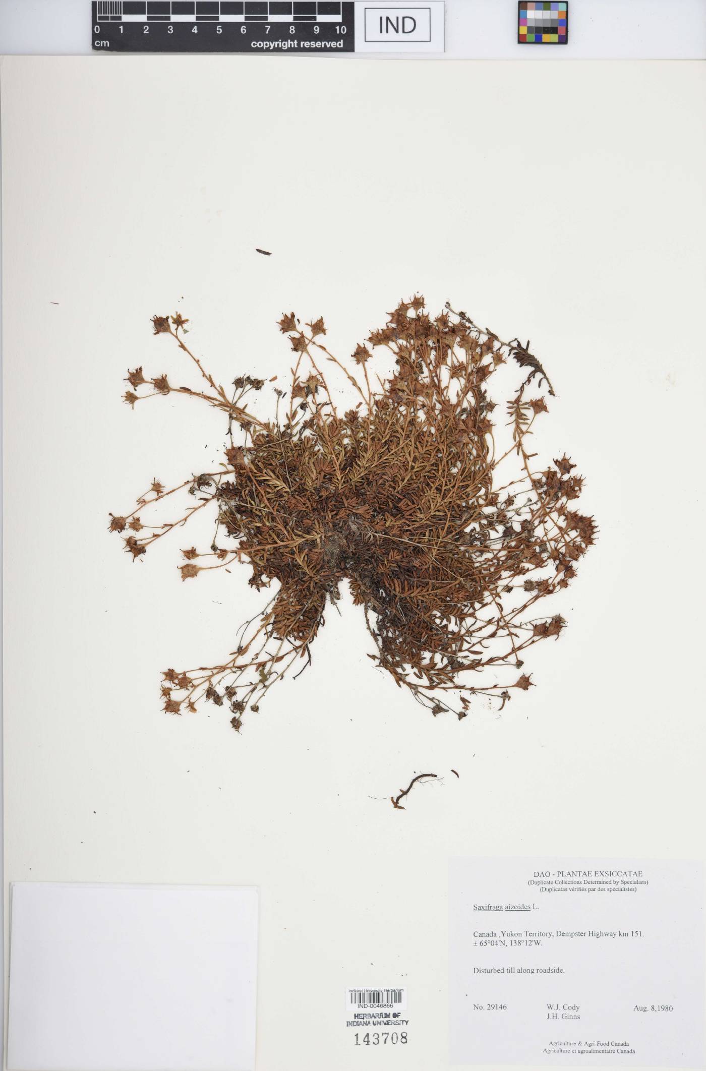 Saxifraga aizoides image