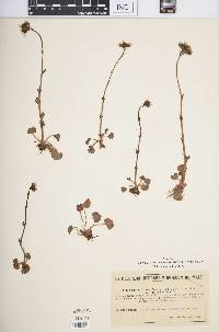 Saxifraga graeca image