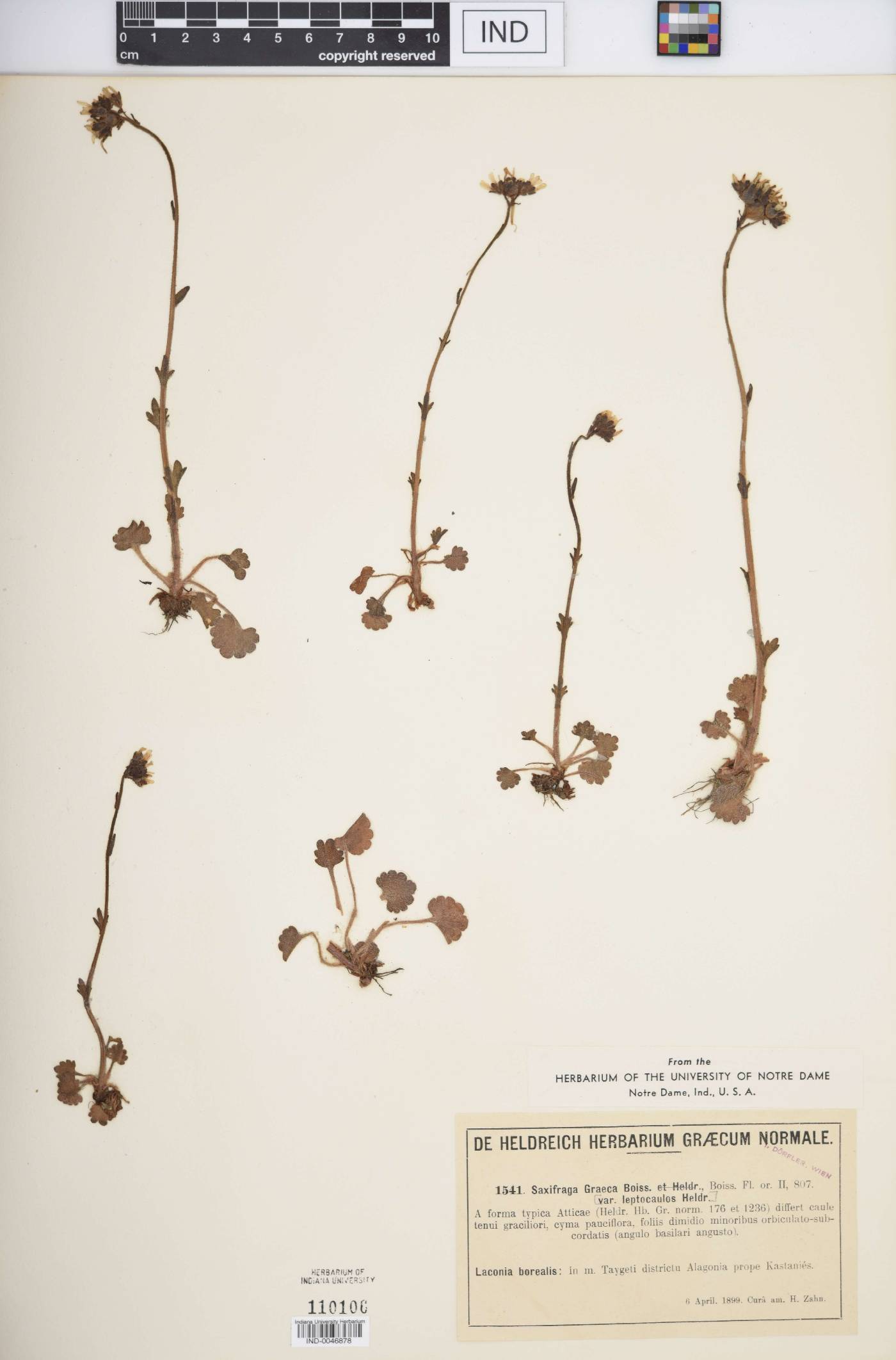 Saxifraga graeca image