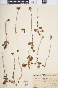 Saxifraga graeca image