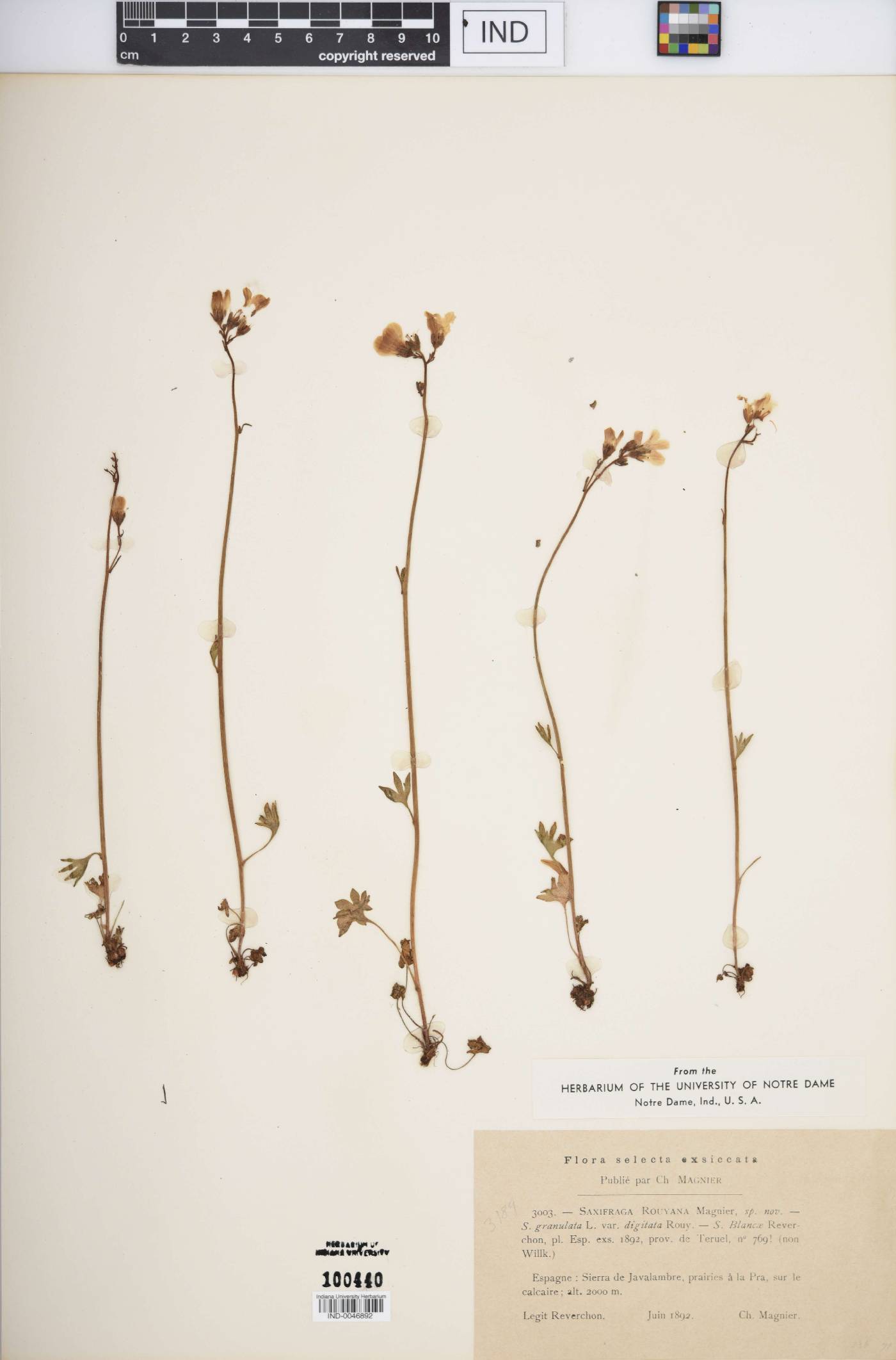 Saxifraga rouyana image