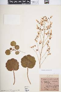 Saxifraga stolonifera image