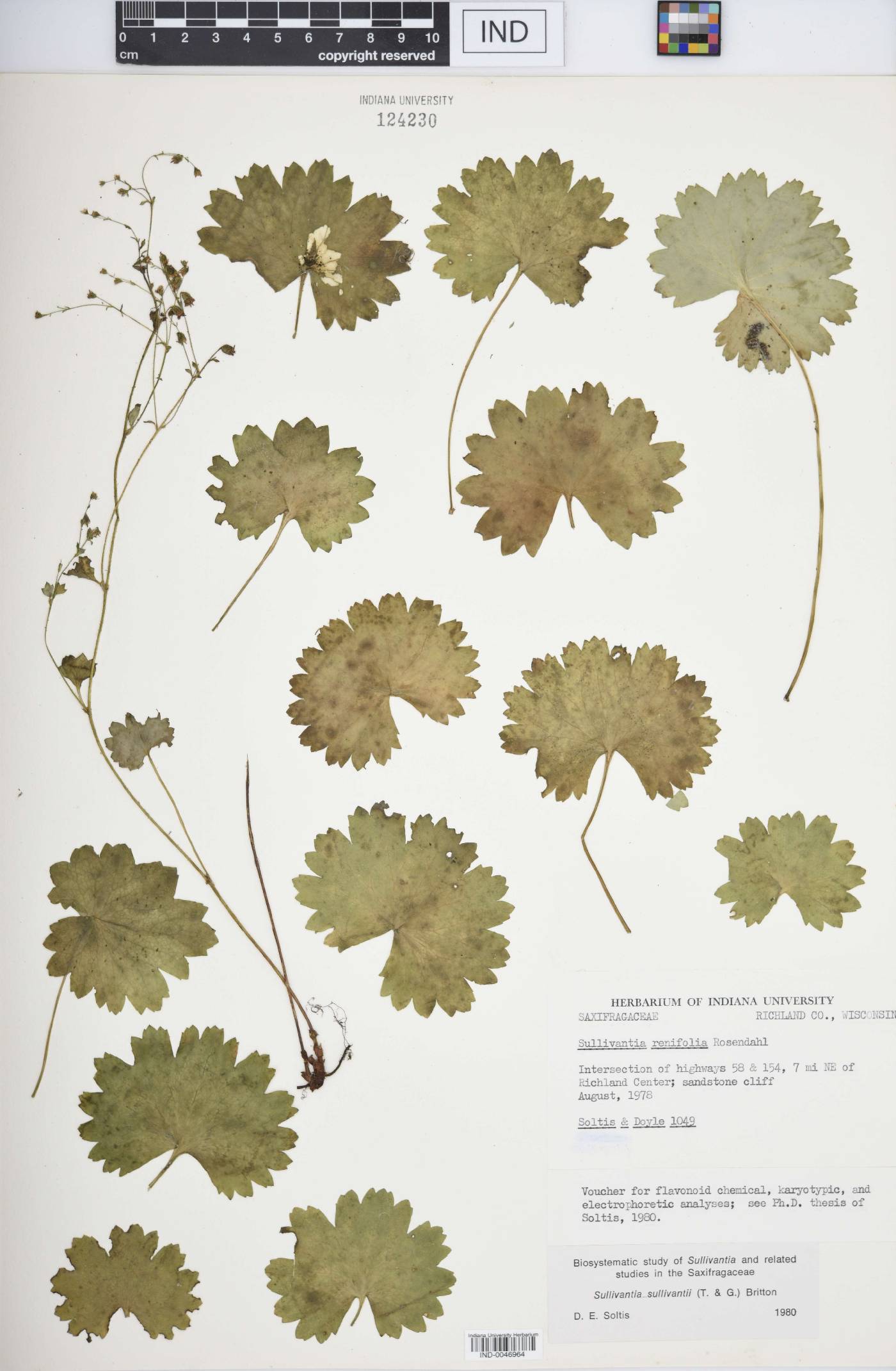 Sullivantia renifolia image