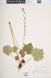 Tellima grandiflora image