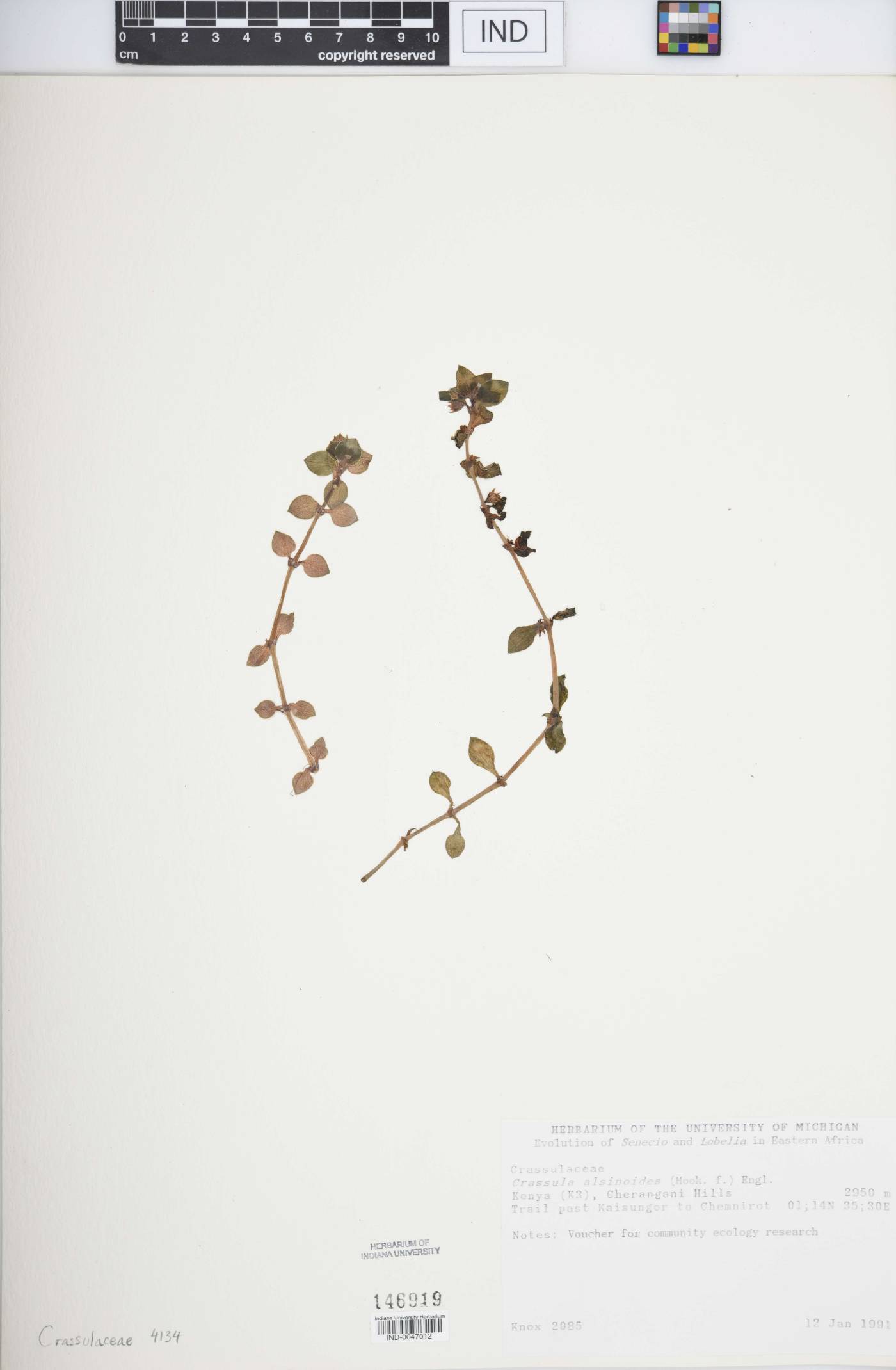 Crassula alsinoides image