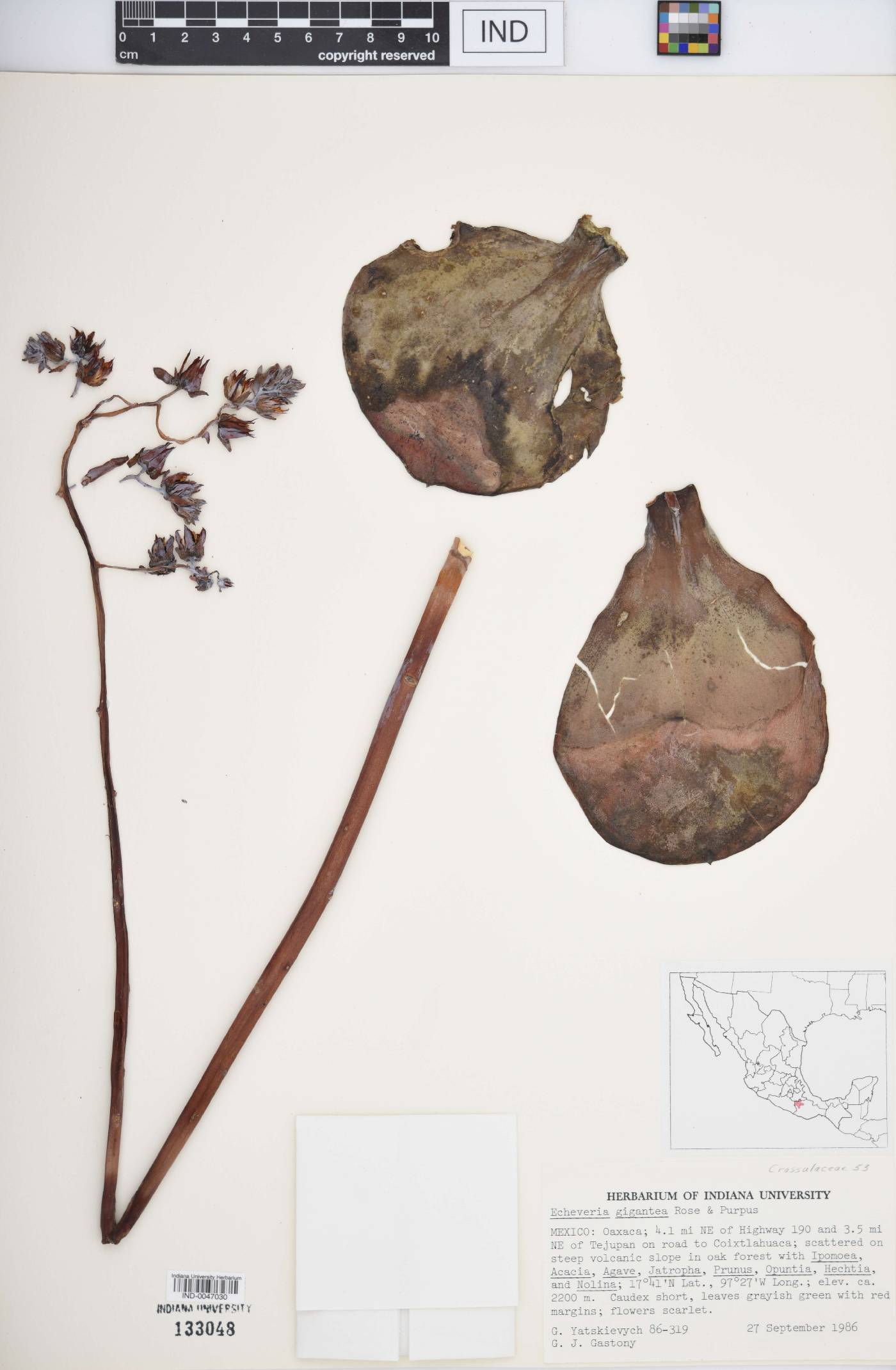 Echeveria gigantea image