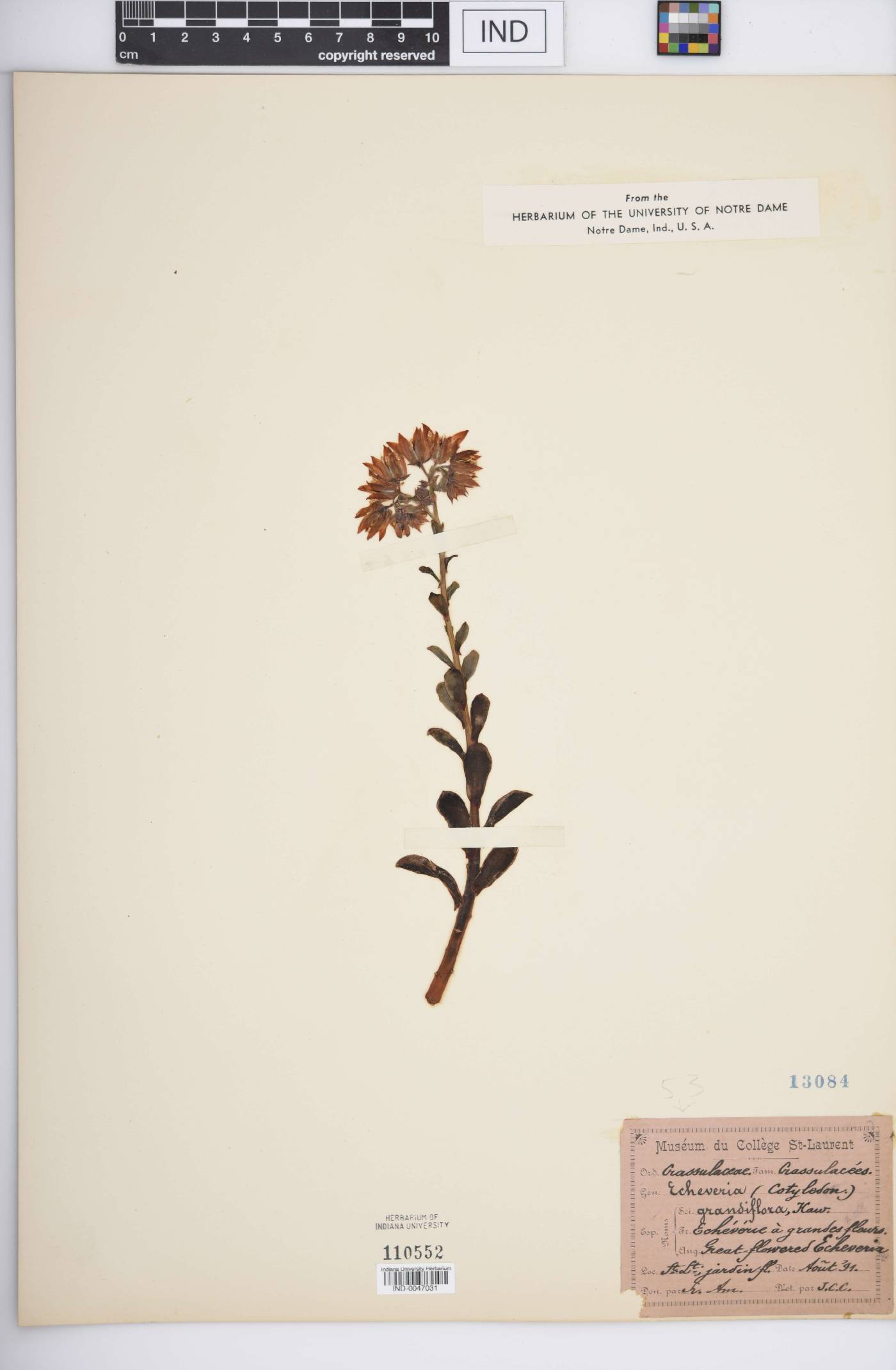 Echeveria grandiflora image