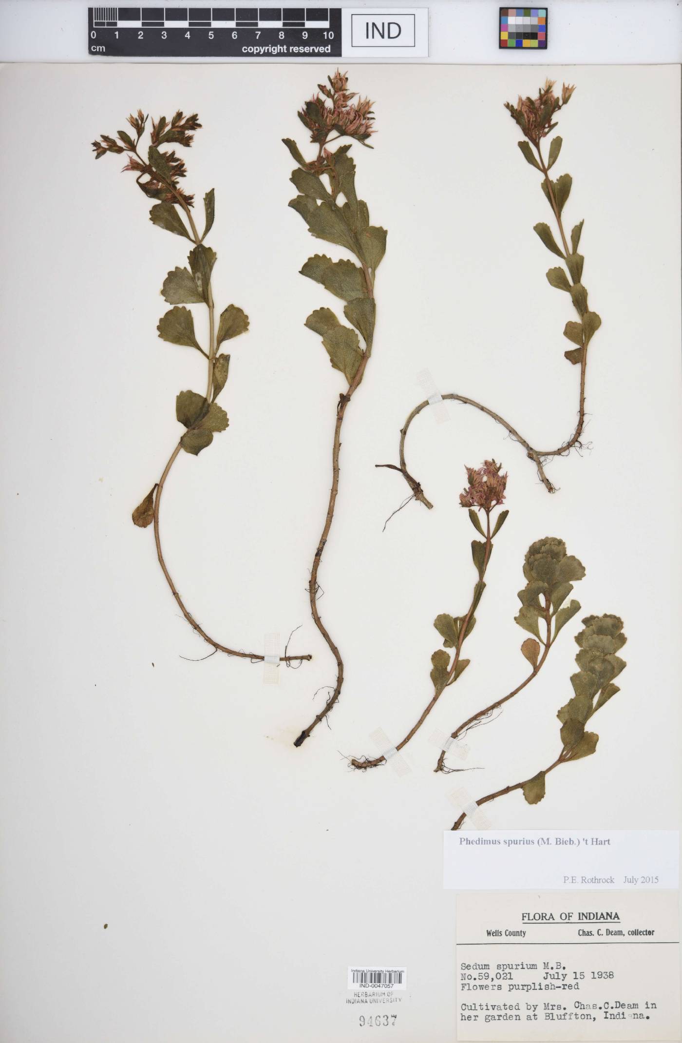 Phedimus spurius image
