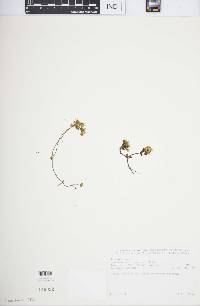 Sedum meyeri-johannis image
