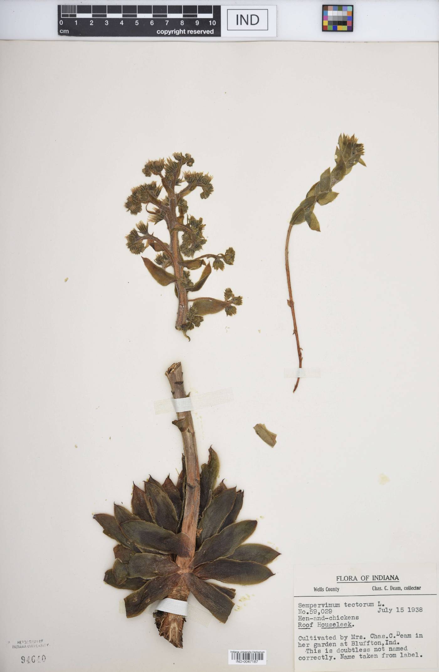 Sempervivum image