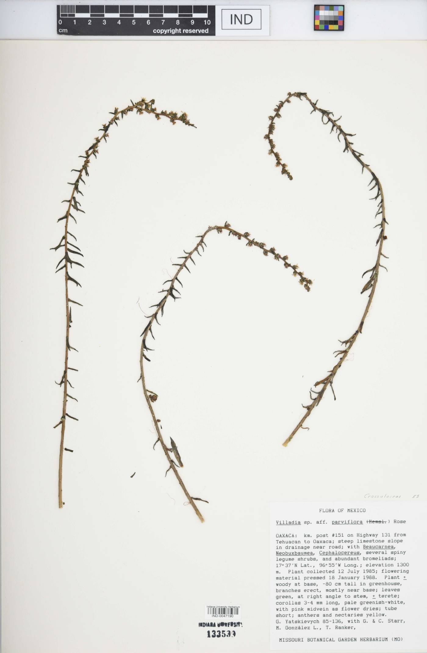 Villadia parviflora image