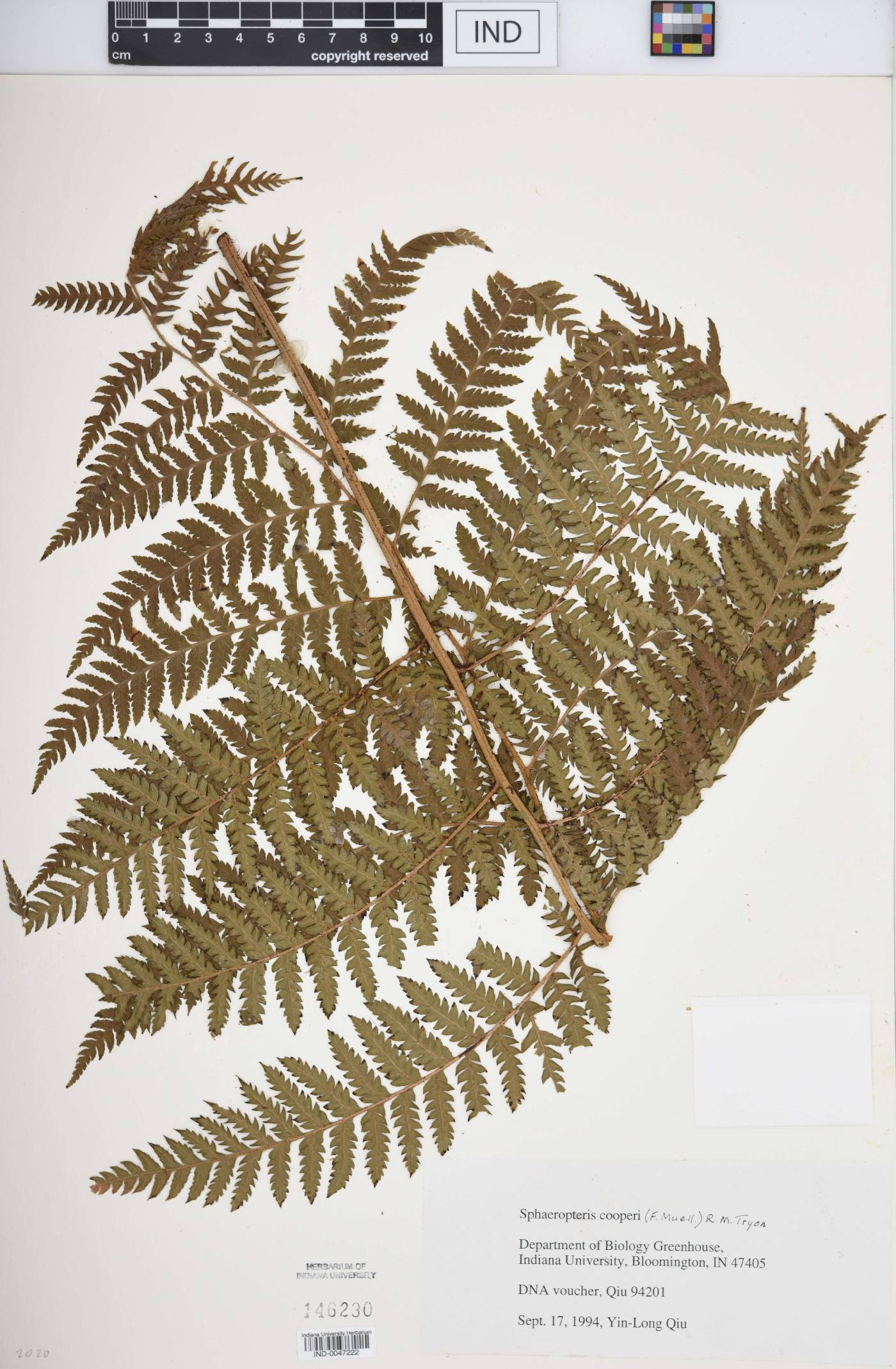 Sphaeropteris cooperi image