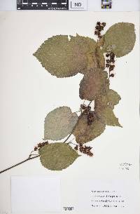 Corylopsis gotoana image