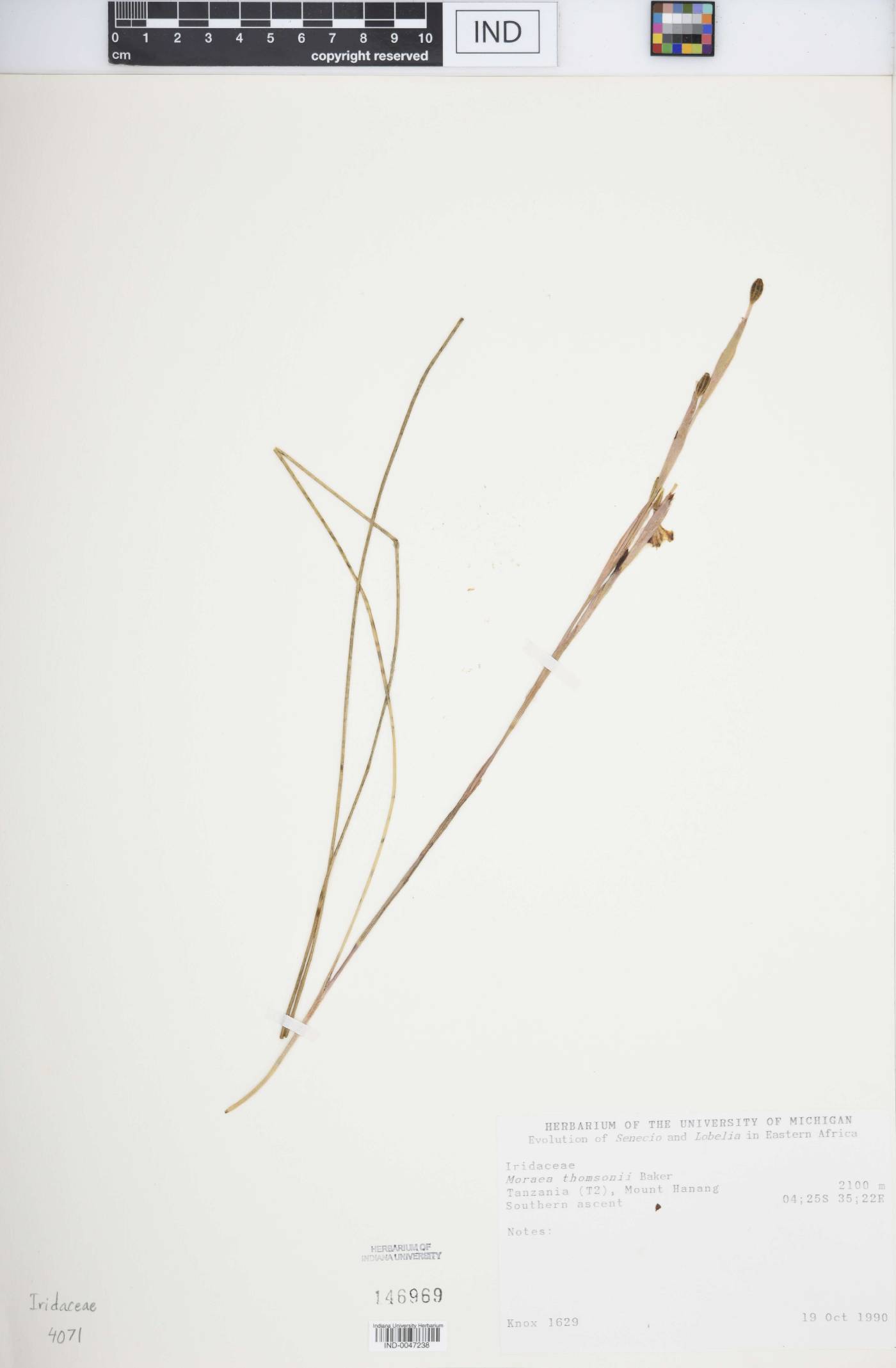 Moraea thomsonii image