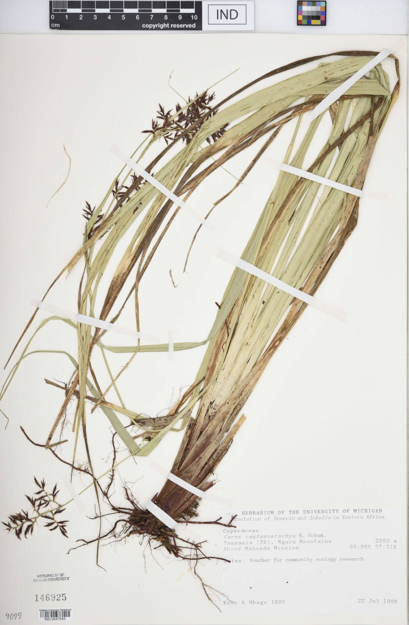 Carex castanostachya image