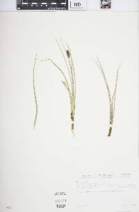 Carex monostachya image