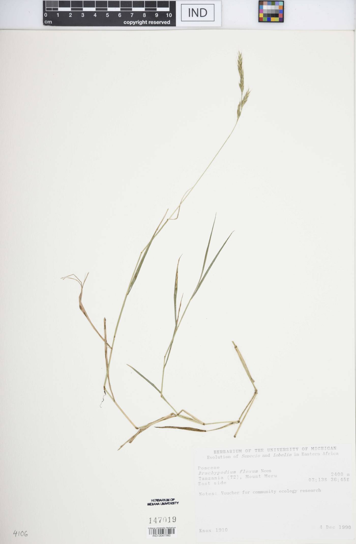 Brachypodium flexum image