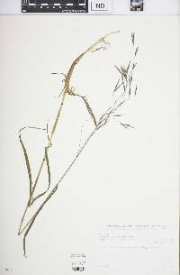 Bromus leptoclados image