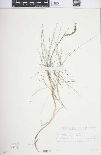 Deschampsia flexuosa image