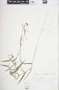 Panicum chionachne image