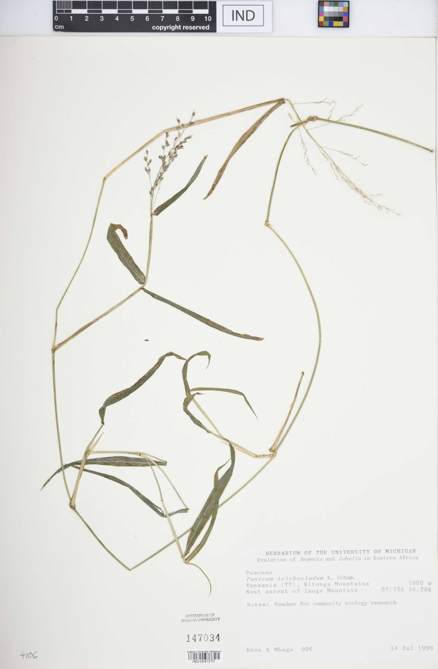 Panicum trichocladum image