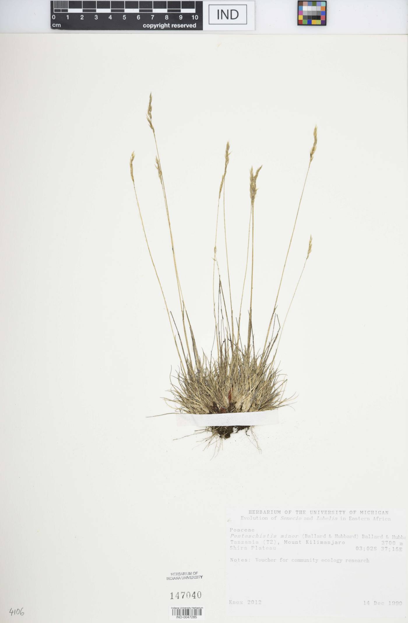 Pentaschistis minor image
