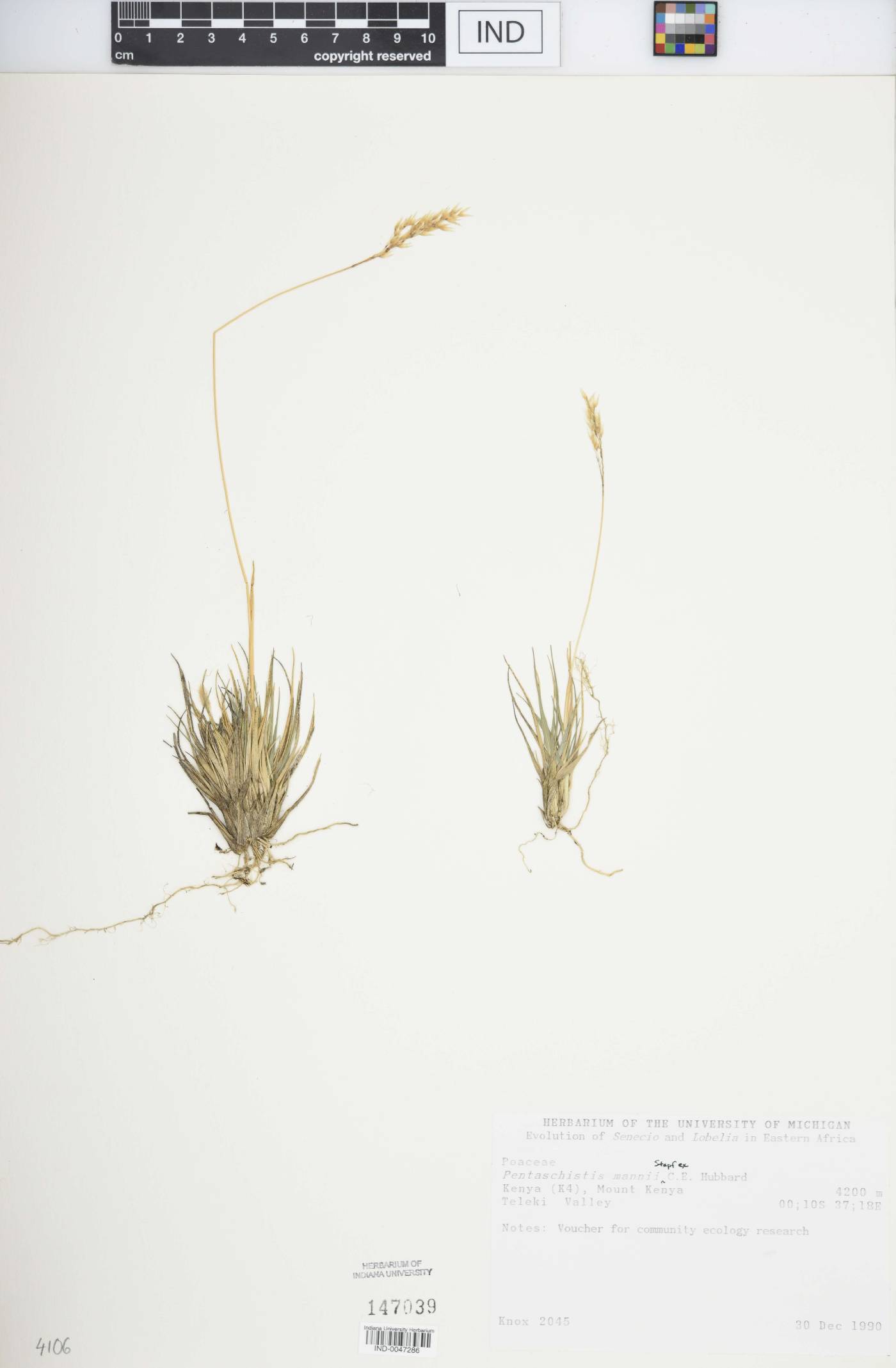 Pentaschistis mannii image