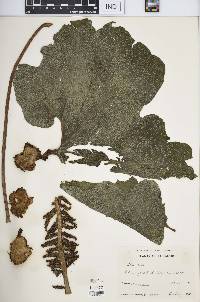 Image Associated With the Occurence