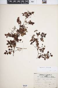 Ampelopsis arborea image