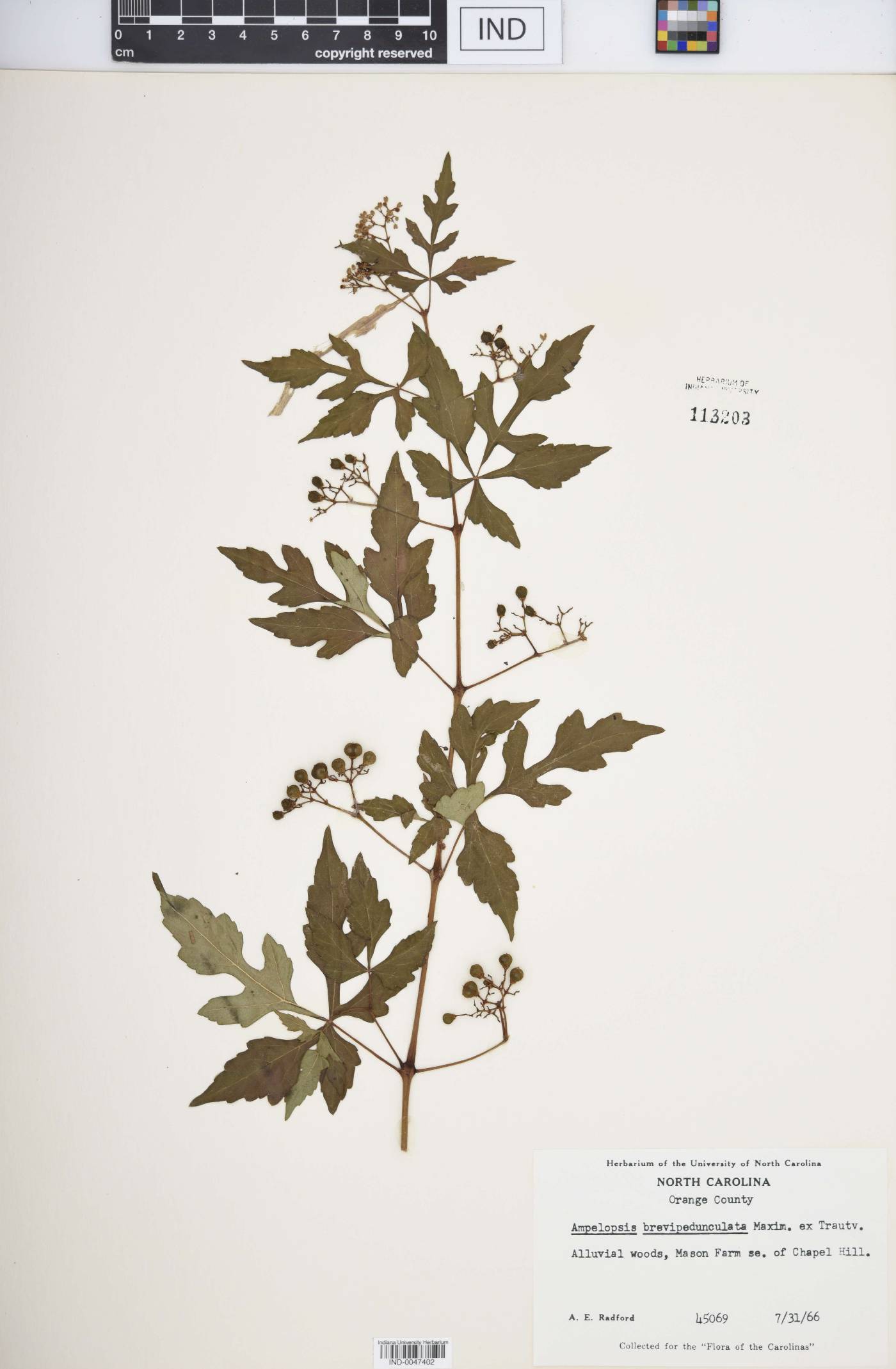 Ampelopsis aconitifolia image