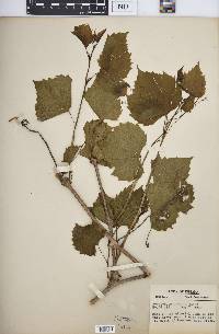 Ampelopsis cordata image