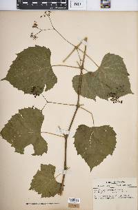 Ampelopsis cordata image