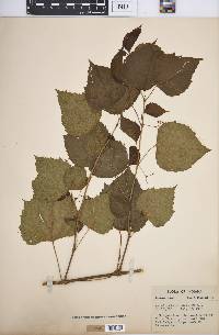 Ampelopsis cordata image