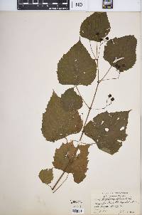 Ampelopsis cordata image