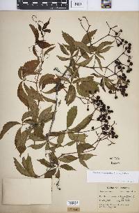 Parthenocissus inserta image