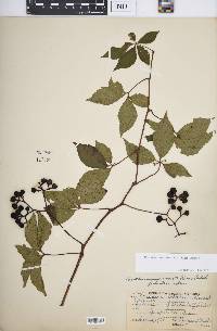 Parthenocissus inserta image