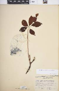 Parthenocissus inserta image