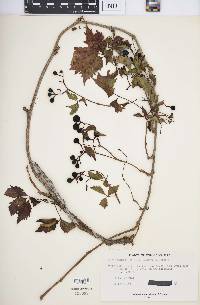 Parthenocissus inserta image