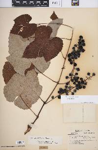 Vitis aestivalis var. aestivalis image