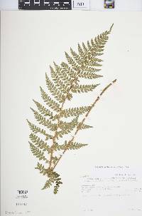 Polystichum discretum image