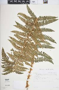 Polystichum discretum image