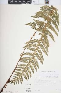 Polystichum discretum image