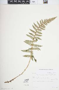 Polystichum discretum image