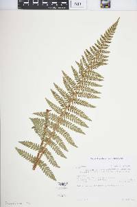 Polystichum discretum image