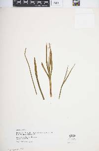 Anthericum liliago image